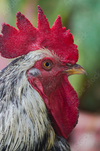 Foto Portrait of a Rooster