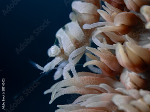 Anker`s Whip Coral Shrimp Pontonides ankeri)