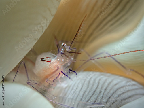 Bubble Coral Shrimp (Vir cf philippinensis)
