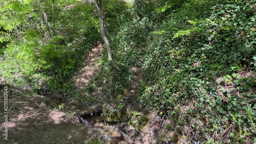 Clear forest stream flowing through lush green woodland on a bright sunny summer day with natural vegetation, peaceful wilderness and fresh landscape. High quality 4k footage