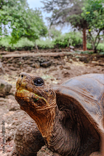 Fotografía Great Galapgos Tortise