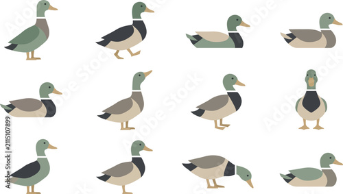 Collection of flat vector mallard duck illustrations in different poses for wildlife and nature graphic design work