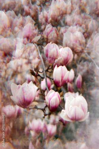 Artistic pink magnolia blossoms with dreamy blur effect in spring garden