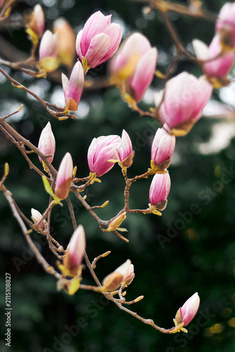 Pink magnolia buds and blossoms on branches with soft green bokeh background