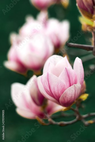 Close-up pink magnolia blossoms with shallow depth of field and soft background
