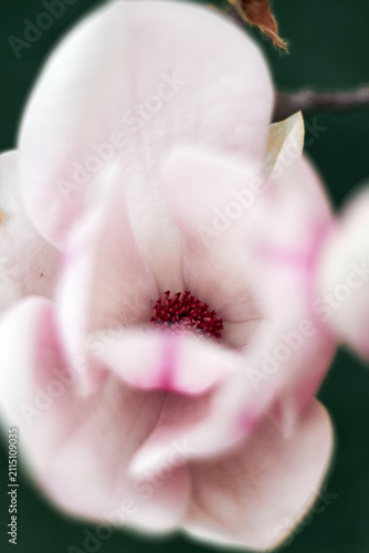 Konstfotografi Macro close-up of pink magnolia flower interior with soft petals and stamens
