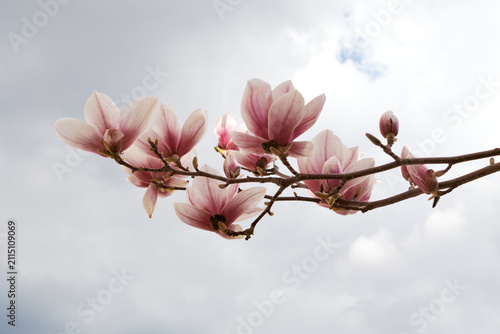 Pink magnolia blossoms on branch against soft cloudy sky spring background