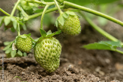 Some green, unripe strawberries.