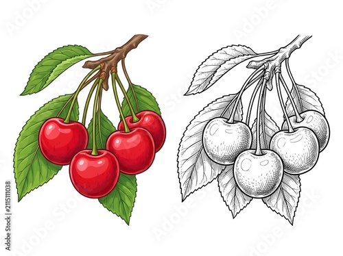 Cherry Branch with Leaves and Outline Drawing