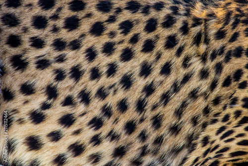 Close-up of the spotted fur of a cheetah