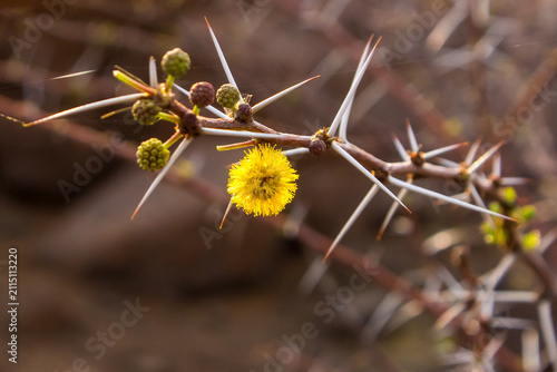 Close-up of the yellow Pom-pom shaped flowers, and long white thorns of an acacia tree in Namibia.