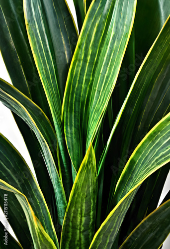 Sansevieria trifasciata lau...