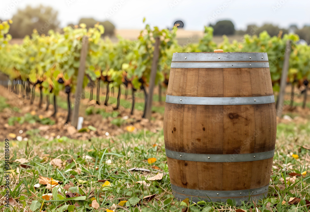 Obraz premium Wooden wine barrel in a vineyard with green grapevines and autumn leaves on the ground winemaking and agriculture