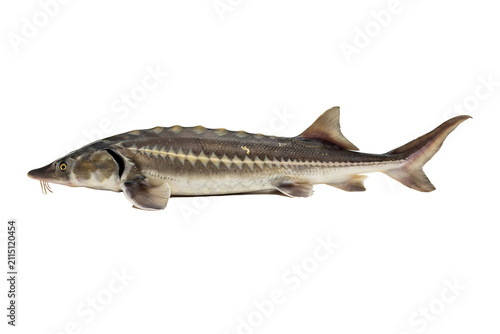 Full length view of a prehistoric sturgeon fish featuring textured bony plates and a heterocercal tail, presented as a clear specimen isolated on a black background