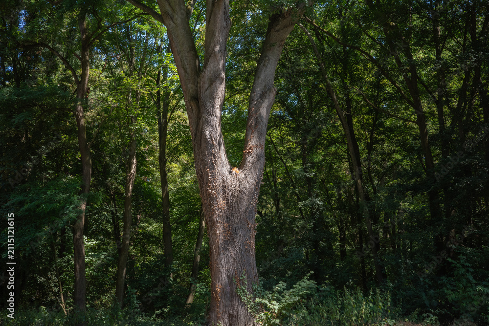 Fototapeta premium Tall tree with a split trunk stands in a dense forest during sunny daylight hours