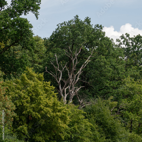 Принти на полотні Tall trees stand together in a forest with green foliage under a cloudy sky duri