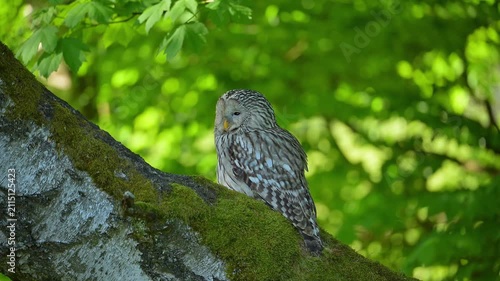 Habichtskauz (Strix uralensis), sizt auf einem Baumstamm im Wald