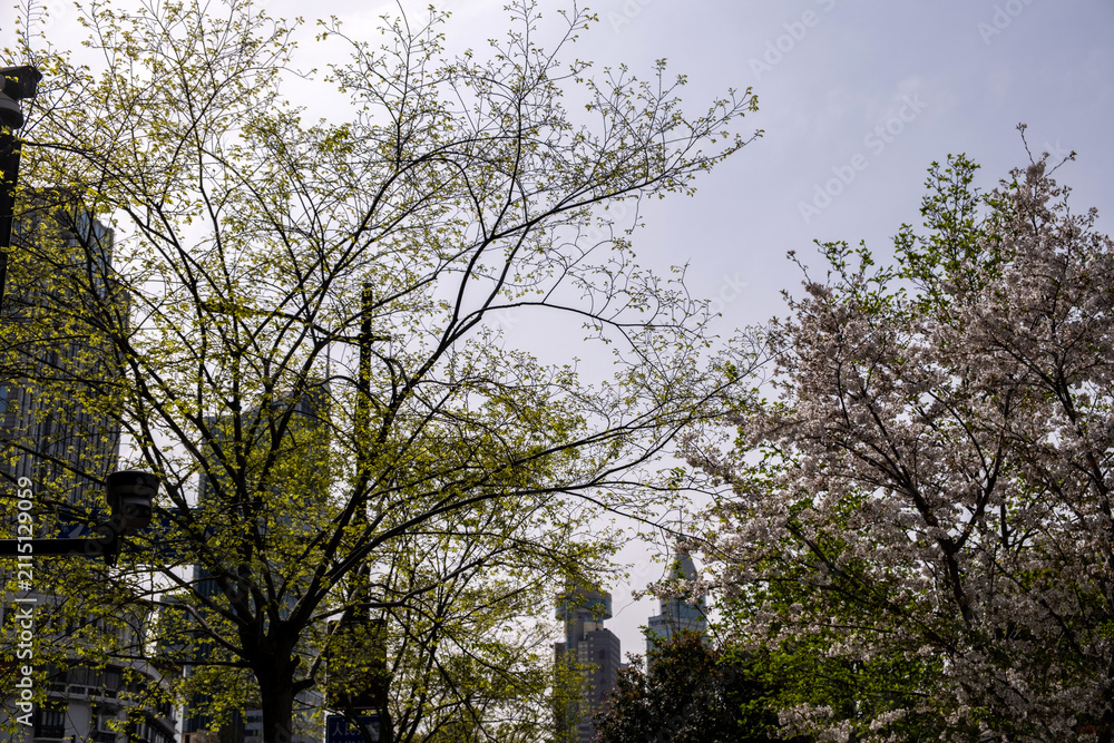Fototapeta premium Sakura, Spring cherry blossoms frame city towers and street lamp, blue sky in Shanghai, China
