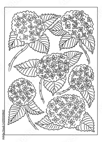 Black and white floral coloring page featuring multiple clusters of hydrangea flowers with detailed leaves and stems arranged in a symmetrical pattern for creative coloring activities