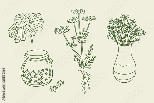 Line art illustration of three botanical elements including a flower, a jar with petals, and a vase filled with herbs on a light background