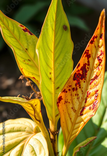 Close up of green and yello...