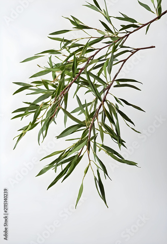 Fresh green willow tree bra...