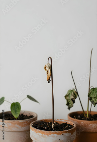 Three potted plants with on...