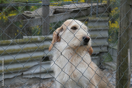 A dog in a kennel behind the wire fence