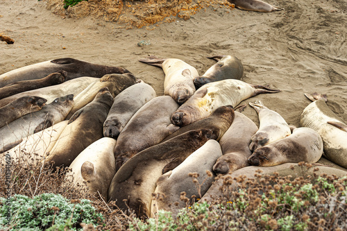 Elephant seals on a California beach.