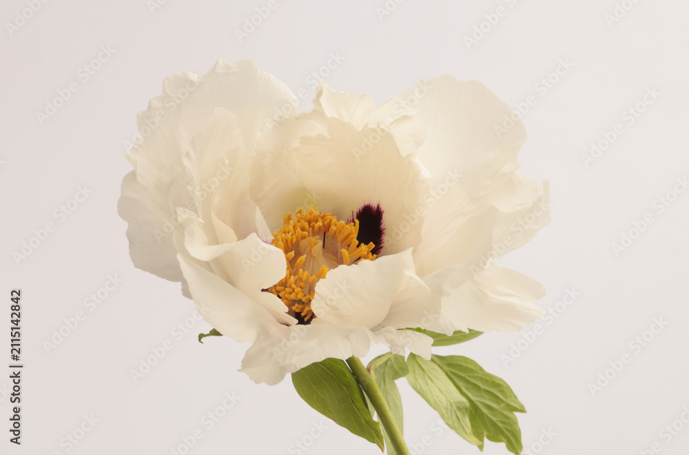 Obraz premium Close-up cream beige white Peony Flower (Tree Peony) bud petal, pistil; stamen on neutral gray. Natural background.
