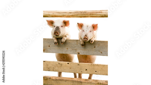 Fotografía Two cute pink piglets looking over a wooden farm fence with livestock agricultur