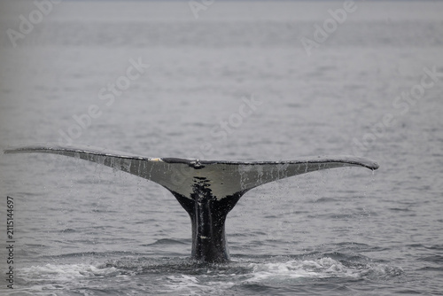 фотографія Humpback Whale Fluke