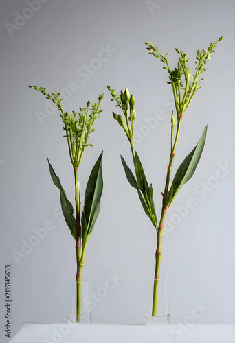 Two green plant stems with ...
