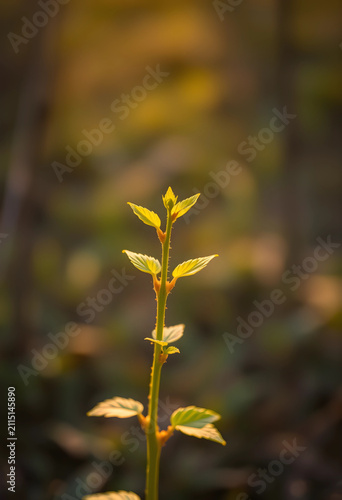 Young green plant sprout wi...