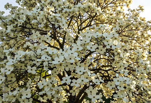 White dogwood tree blossoms...