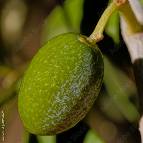 Macro d'olive