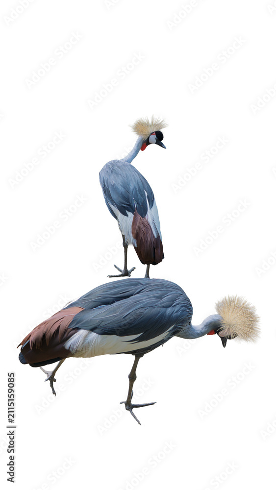 Obraz premium Exotic African grey crowned crane standing isolated on transparent background PNG design element
