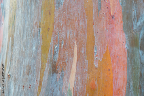 Rainbow Eucalyptus Tree Bark Texture