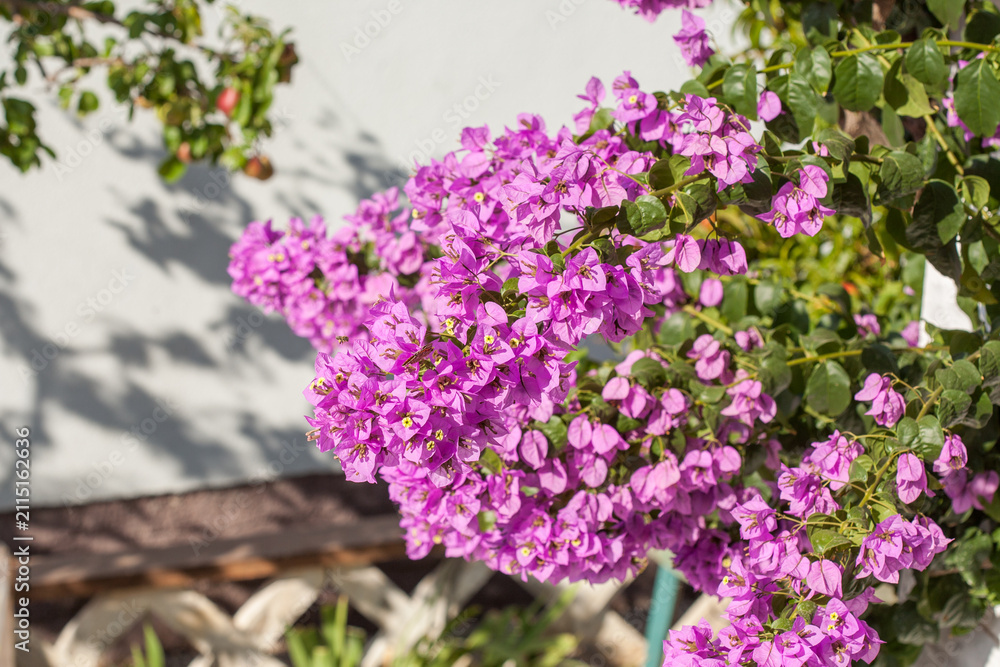 Obraz premium Bright Pink Bougainvillea Flowers on Green Leafy Branches