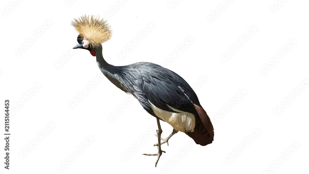 Obraz premium Exotic African grey crowned crane standing isolated on transparent background PNG design element