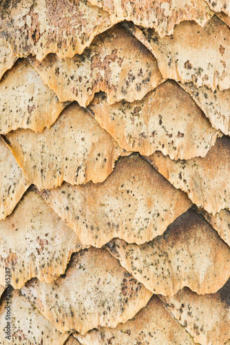 Norway Spruce cone patterns