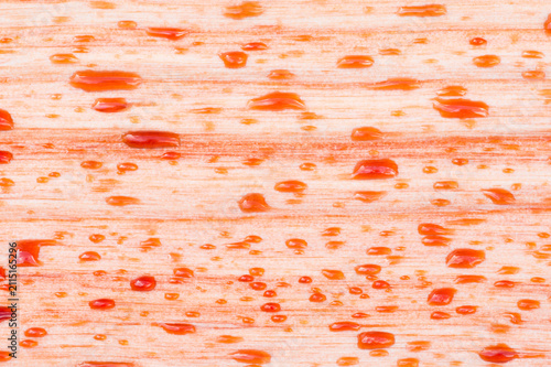 Red raindrops on Red Alder