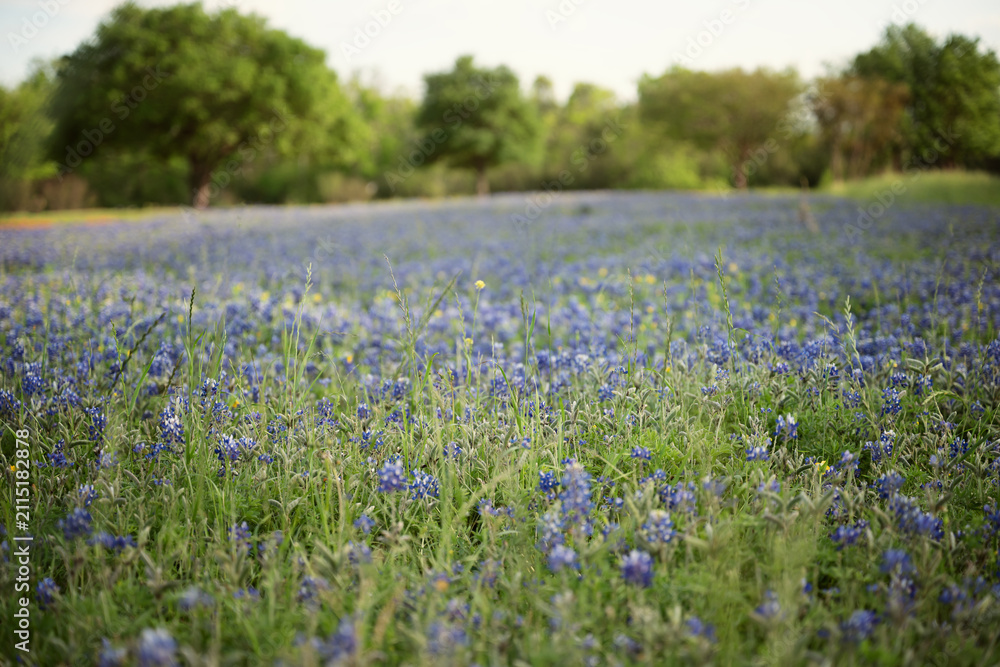 Obraz premium bluebonnets in spring