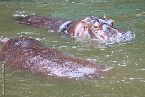 Fotografía A large hippopotamus partially submerged in the water.