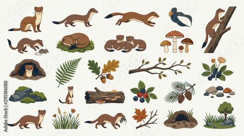 Detailed flat vector illustration set of weasels, stoats, and forest elements in a natural woodland environment