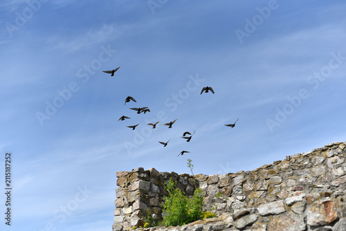 The birds are flying in the sky	