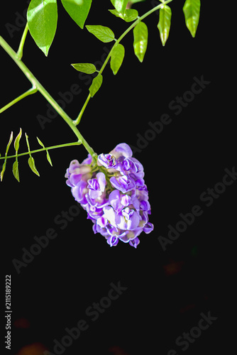 Front view, close distance of, a single purple Wisteria flower, in full bloom, with black background, under studio strobe lighting
