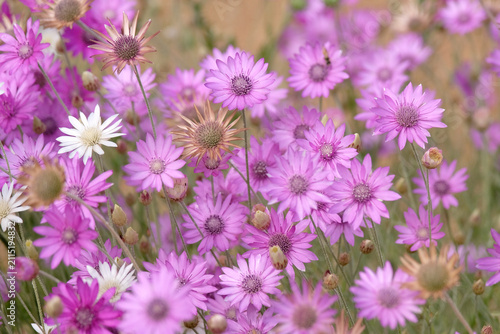Purple and lilac Xeranthemum annuum Mixed, Paper Flower or everlasting, in flower.
