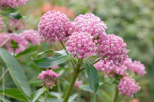 Pink Asclepias incarnata, swamp milkweed, or rose milkweed in flower.