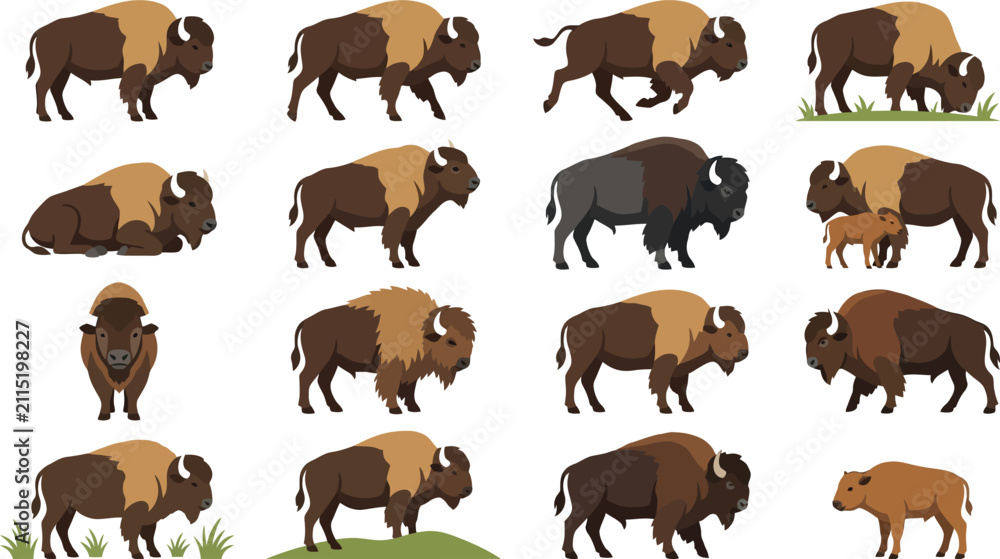 Obraz premium Detailed collection of American bison characters in various natural poses and activities in a flat vector set